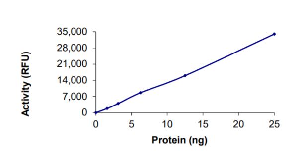 The specific activity of Cas12 (LbCpf1) was determined to be 28.6 nmol/min/mg as per activity assay protocol.